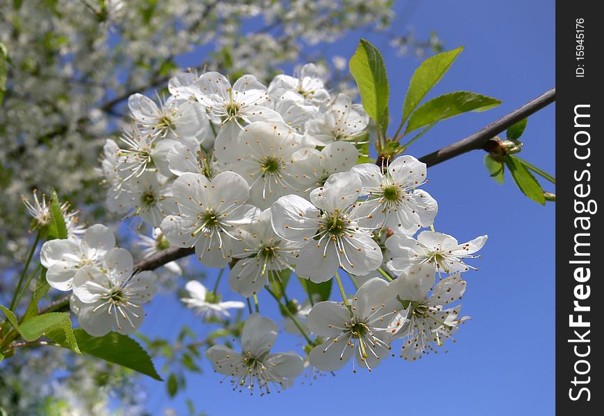 Flowering cherry tree in spring, sunny day