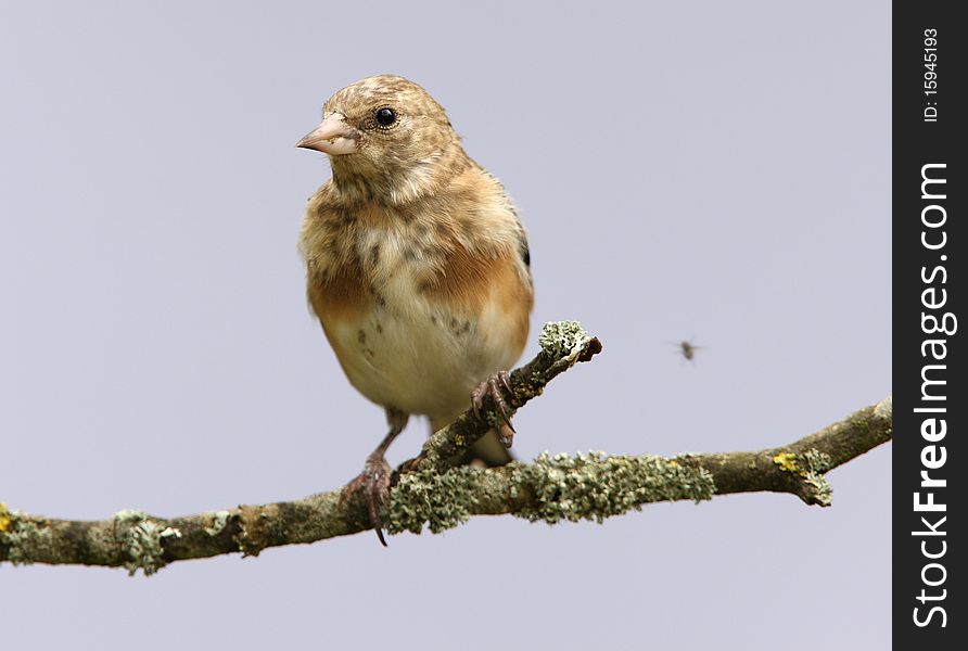 Portrait of a young Goldfinch