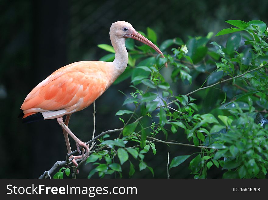 The Pink flamingo in the zoo