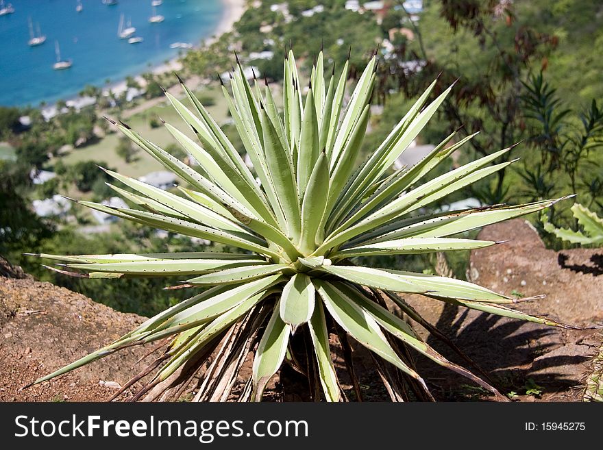 Cactus plant on cliff's edge. Cactus plant on cliff's edge