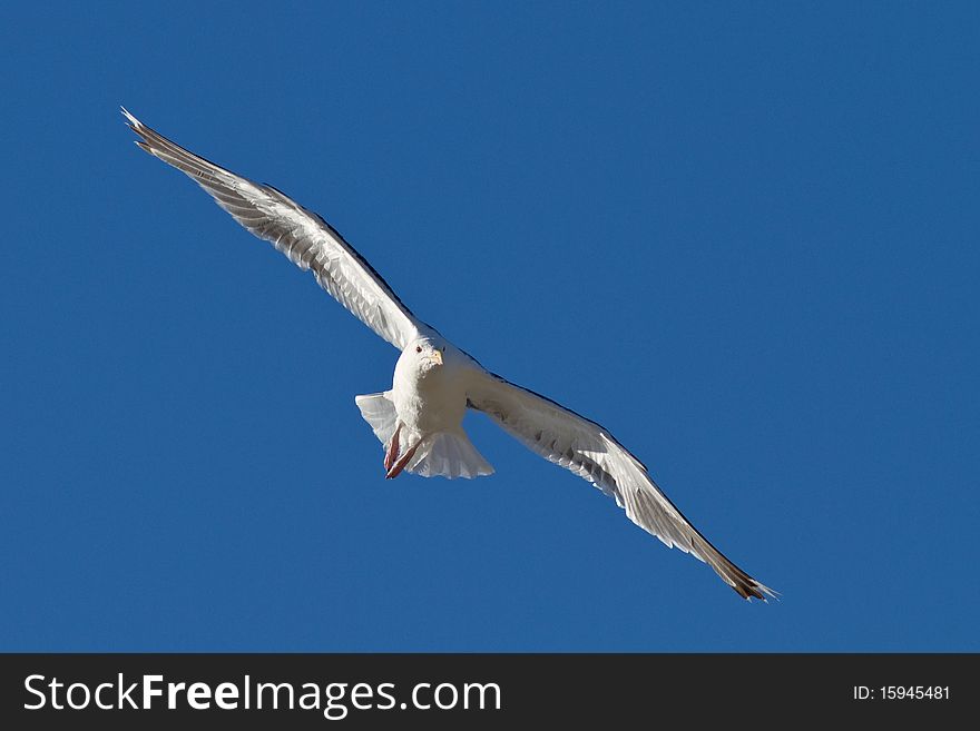 Seagull flying in a blue sky