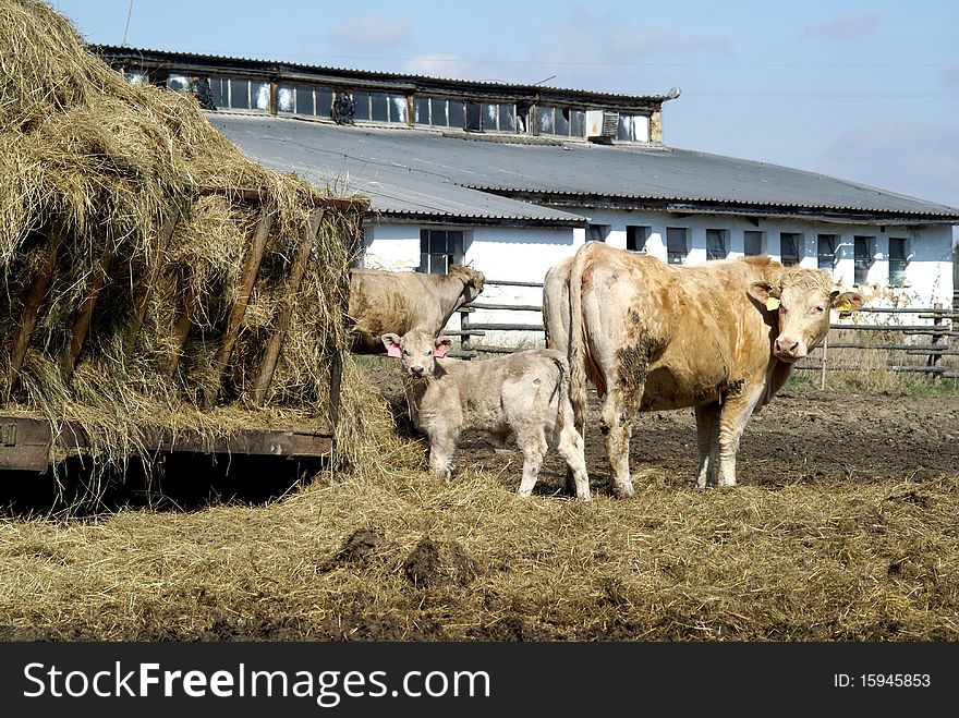 Raising cattle on private farm feeding time. Raising cattle on private farm feeding time.