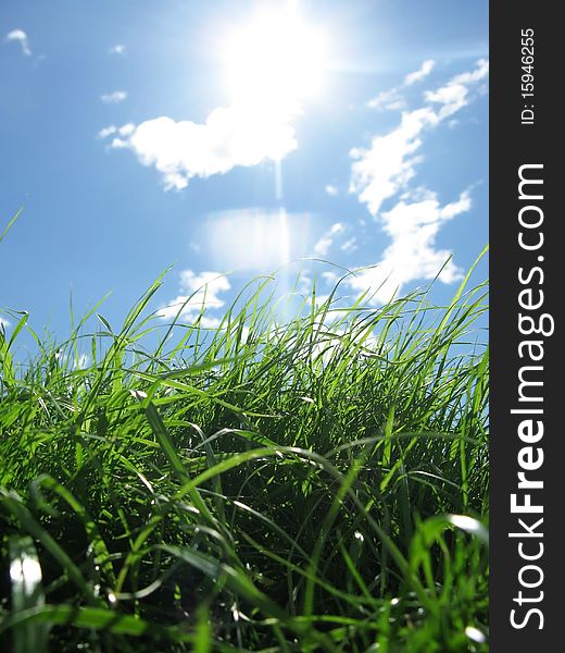 Green grass on background blue sky with the sun