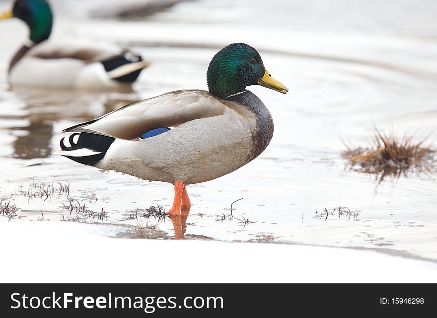 Mallard Ducks in a town park in LaGrange,NY