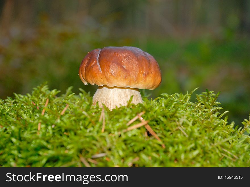 Mushroom in the green moss in the forest.