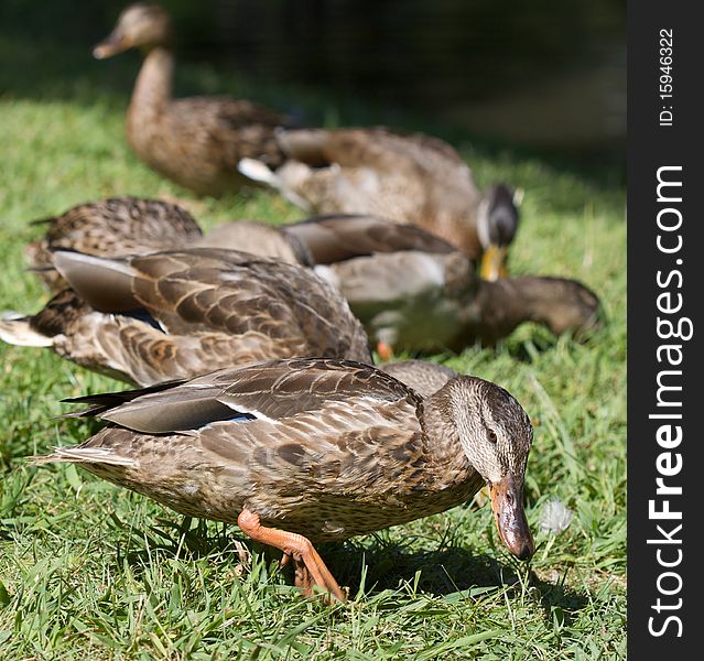 Mallard Ducks in a town park in LaGrange,NY