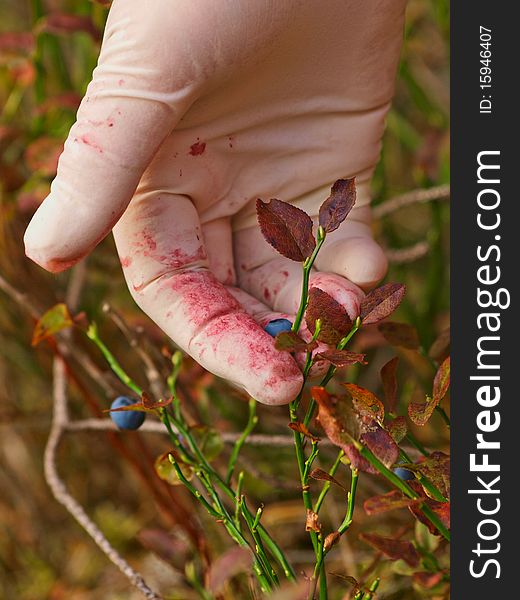 Lady Picking Cranberries