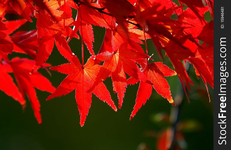 Red maple leaves in backlight. Red maple leaves in backlight