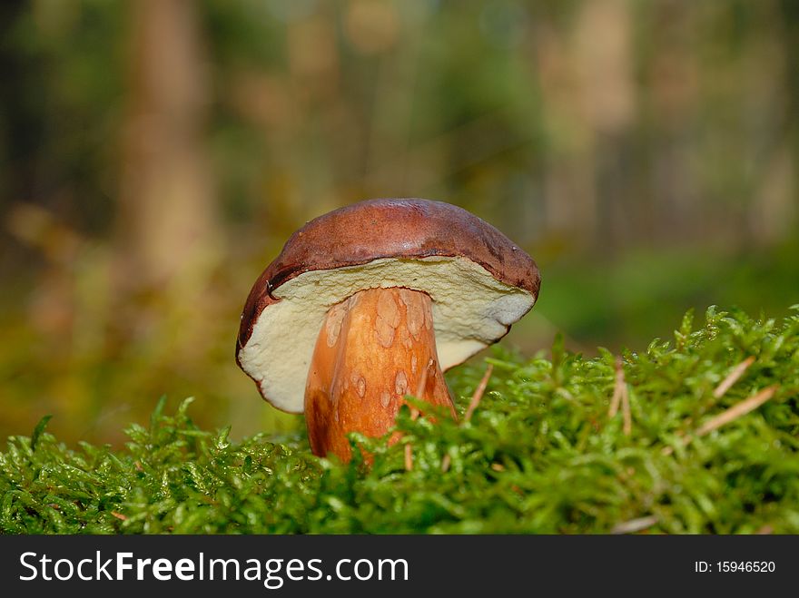 Badius in the green moss in the forest.