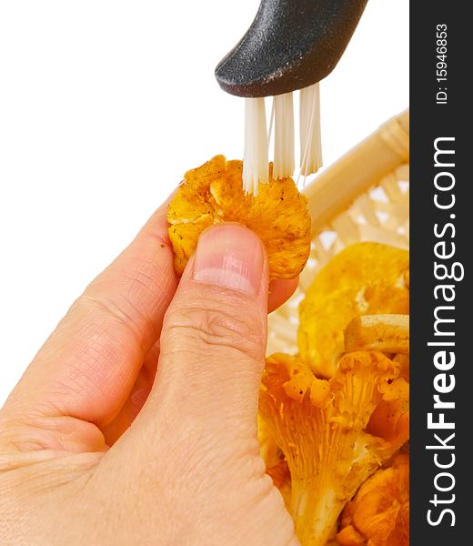 Hand cleaning fresh chanterelle mushroom.