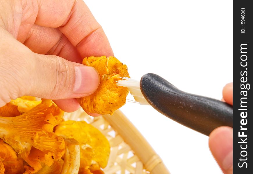 Hand cleaning fresh chanterelle mushroom.