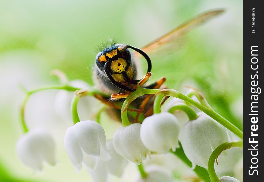 A wasp in a lily of the valley