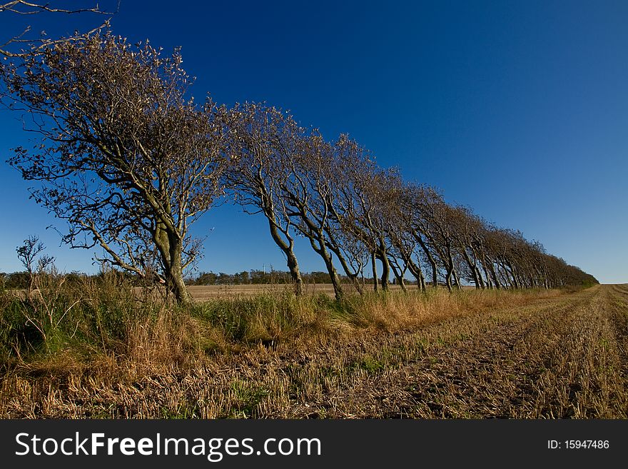 Alley with obliqued trees in Denmark. Alley with obliqued trees in Denmark