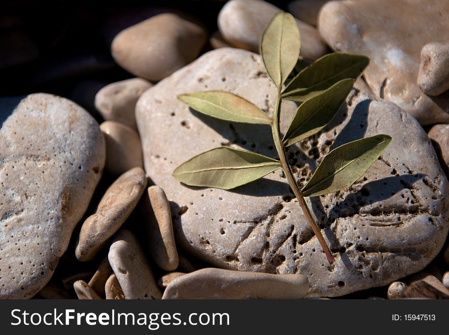 Small olive branch lying on rocks