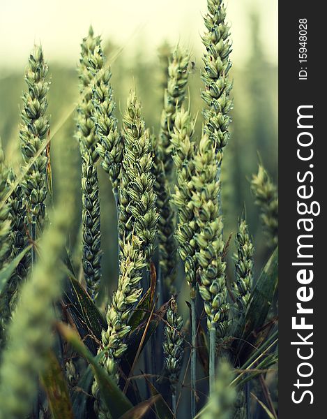 Detail shot of a wheat field. Detail shot of a wheat field