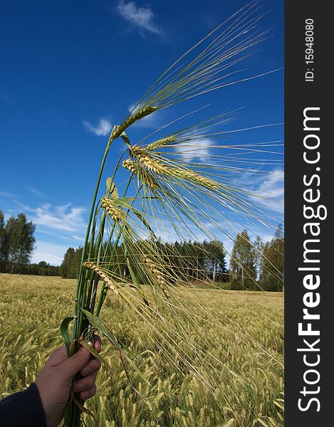 Field corn rye in Scandinavia