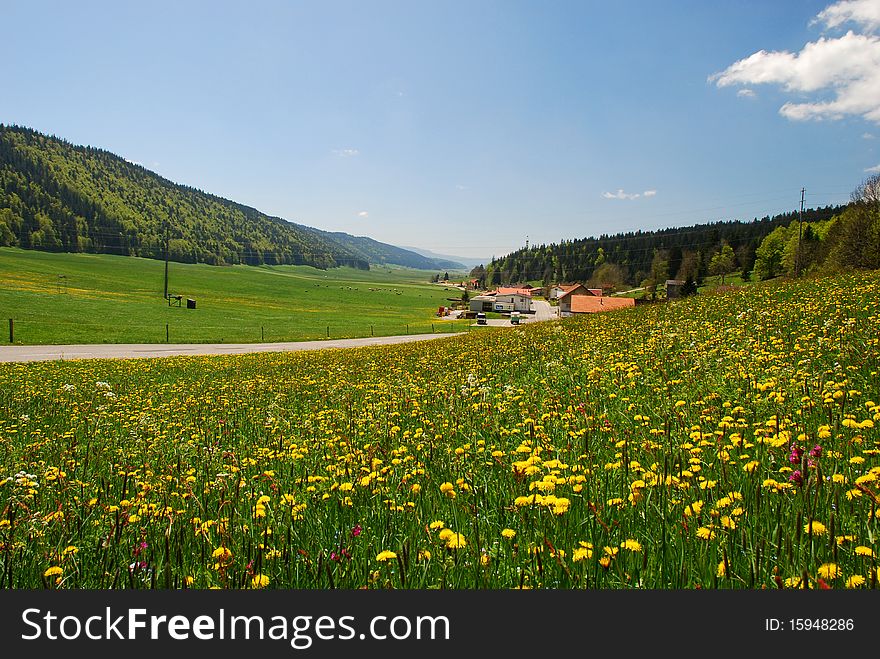 This is very large valley calling Valley de la Sagne et des Ponts situating in Switzerland Jura, it is a Field of dandelions with some houses, farms, cows and the forest in the background. This is very large valley calling Valley de la Sagne et des Ponts situating in Switzerland Jura, it is a Field of dandelions with some houses, farms, cows and the forest in the background