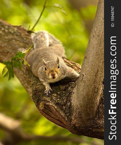 A squirrel in a tree looking directly at the viewer. A squirrel in a tree looking directly at the viewer