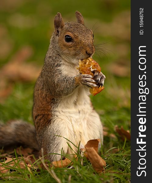 A portrait of a squirrel sitting on its hind legs, nibbling on an apple core. A portrait of a squirrel sitting on its hind legs, nibbling on an apple core