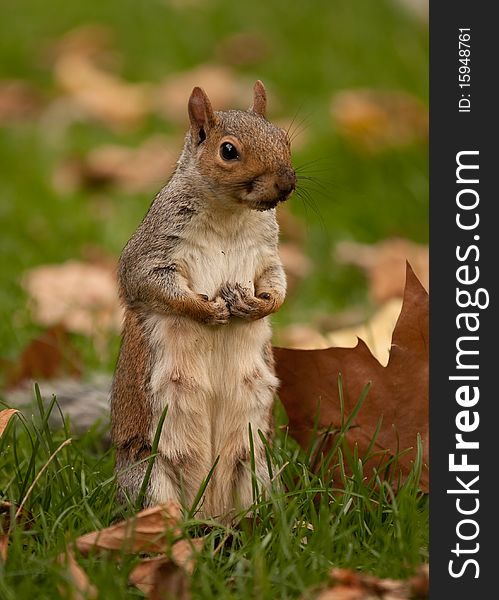 A squirrel sitting up on its hind legs on grass, surrounded by autumn leaves. A squirrel sitting up on its hind legs on grass, surrounded by autumn leaves