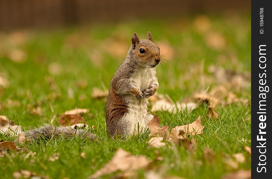 A squirrel sitting on its hind legs on grass. A squirrel sitting on its hind legs on grass