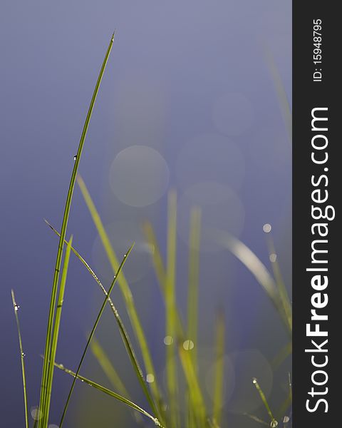 Beautiful grass with drop of water on it. Very shallow depth of field on a blue background. Beautiful grass with drop of water on it. Very shallow depth of field on a blue background.