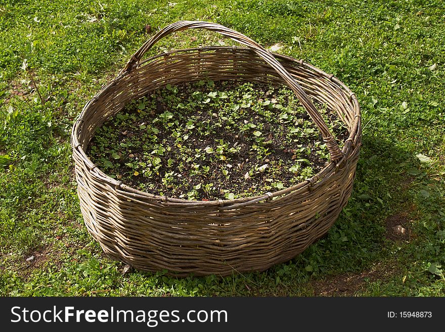 Flowerbed into straw basket in early spring