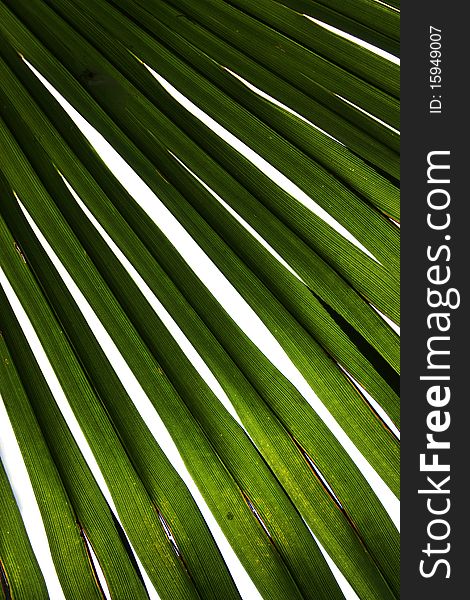 Palm leaf as a background. Palm leaf as a background