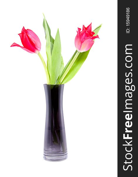 Two tulips in a black glass vase isolated over white. Two tulips in a black glass vase isolated over white