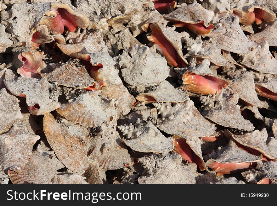 Pile of queen conch in the caribbean. Pile of queen conch in the caribbean