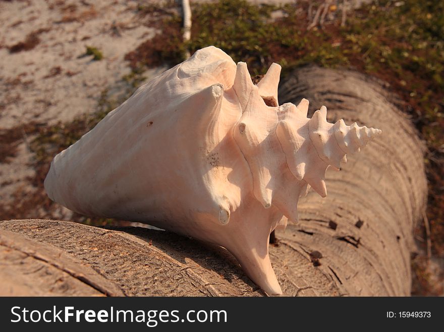 Conch Pile