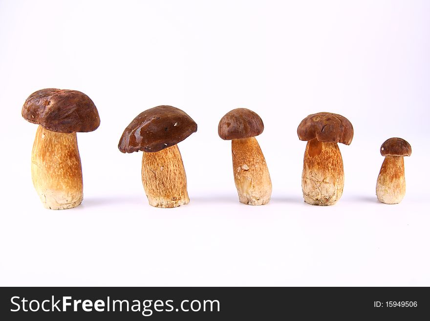 Xerocomus mushrooms of different size (big to small) on white background