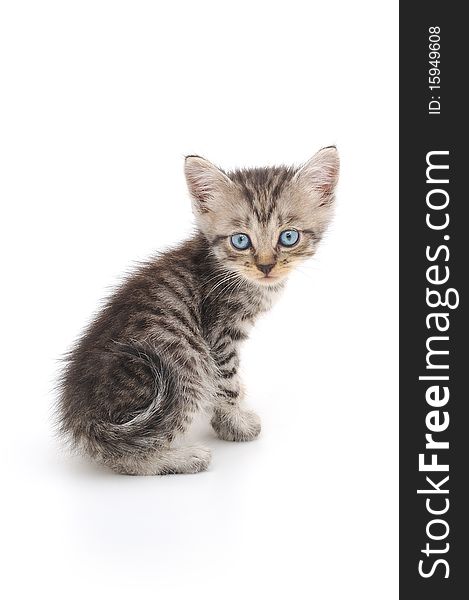 Gray kitten on a white background