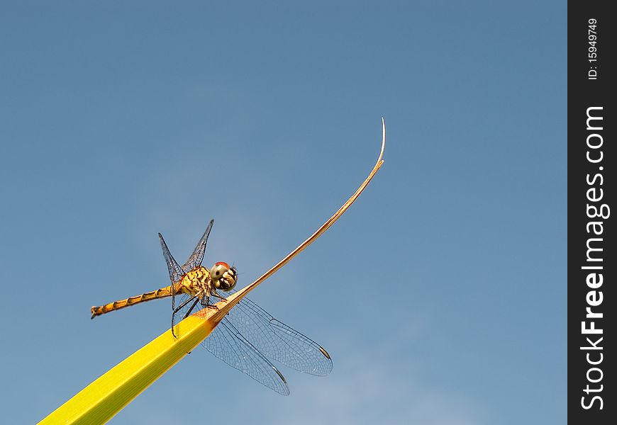 Dragonfly perching in a palm leaf