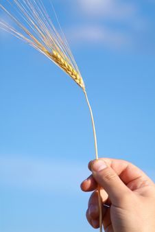 Wheat Ear In The Hand Stock Photography Wheat Ear In The Hand Stock Photography