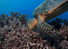 Green Turtle Royalty Free Stock Images Green Turtle Royalty Free Stock Images
