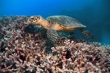 Green Turtle Royalty Free Stock Photos Green Turtle Royalty Free Stock Photos