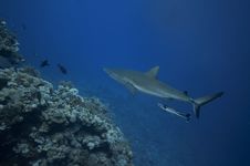 Grey Reef Sharks Patroling Stock Images
