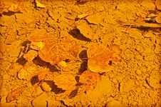 Fallen Leaves In Puddle Royalty Free Stock Photography