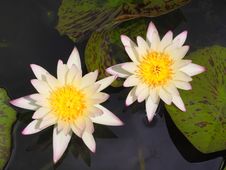 Beautiful Blooming White Lotus Royalty Free Stock Image