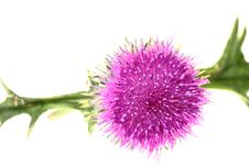 Single Thistle Flower Isolated Royalty Free Stock Photo Single Thistle Flower Isolated Royalty Free Stock Photo