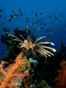 Lionfish Royalty Free Stock Image Lionfish Royalty Free Stock Image