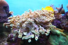 Sea Flower Stock Photography