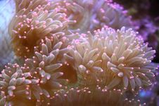 Sea Flower Royalty Free Stock Photography