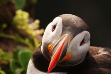 Bold, Curious Puffin Royalty Free Stock Photography