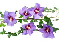 Hibiscus Flowers Stock Image Hibiscus Flowers Stock Image