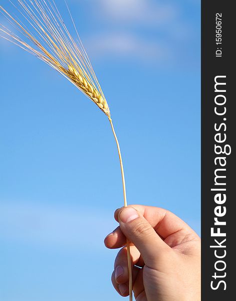 Wheat Ear In The Hand