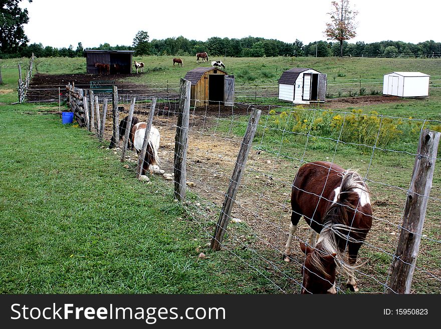 View of a animal farm. View of a animal farm