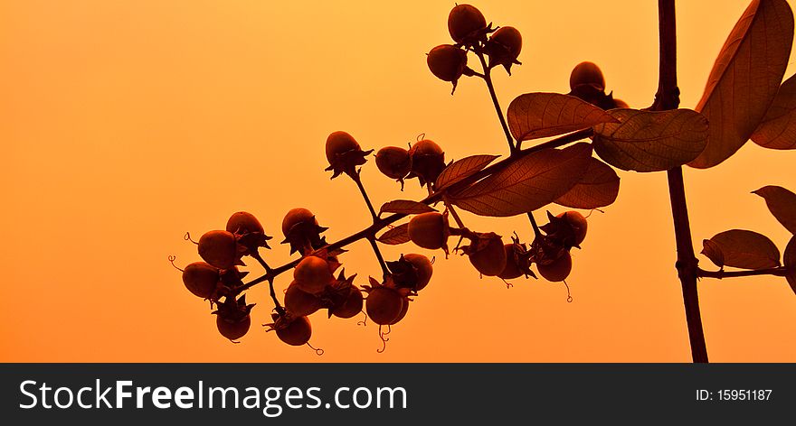 A plants and sky in autumn season