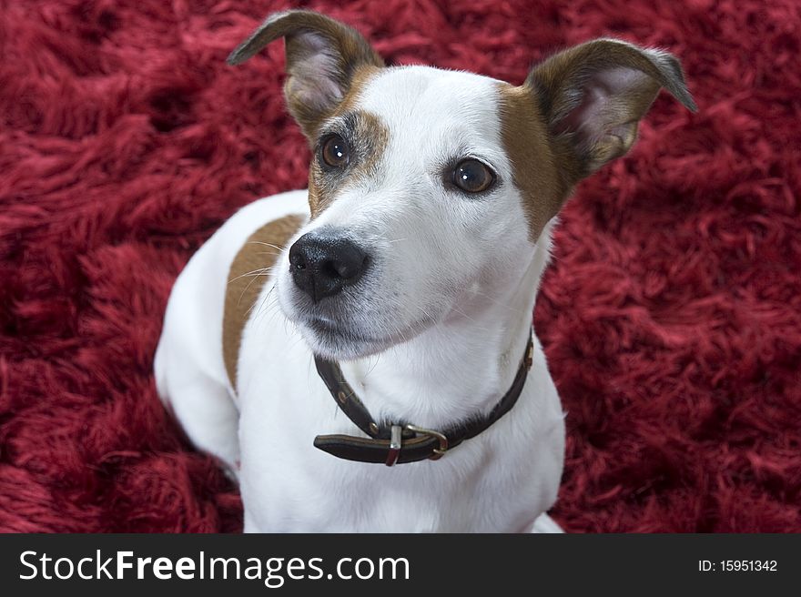 A jack russel terrier on a red carpet. A jack russel terrier on a red carpet
